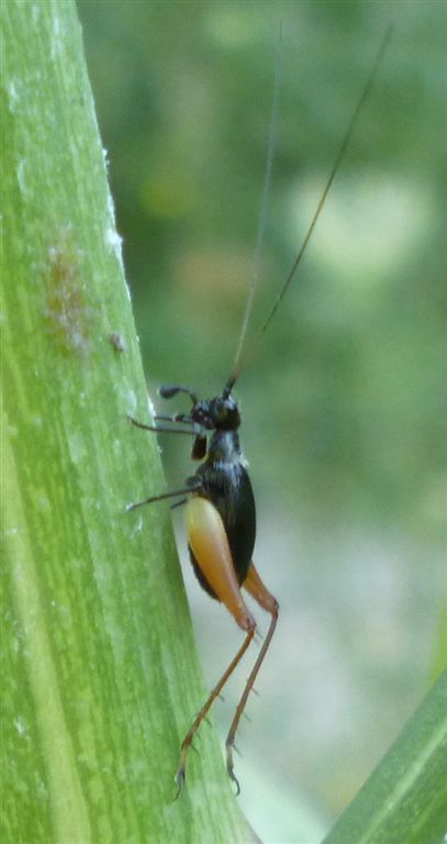 Trigonidium cicindeloides della Campania(NA)